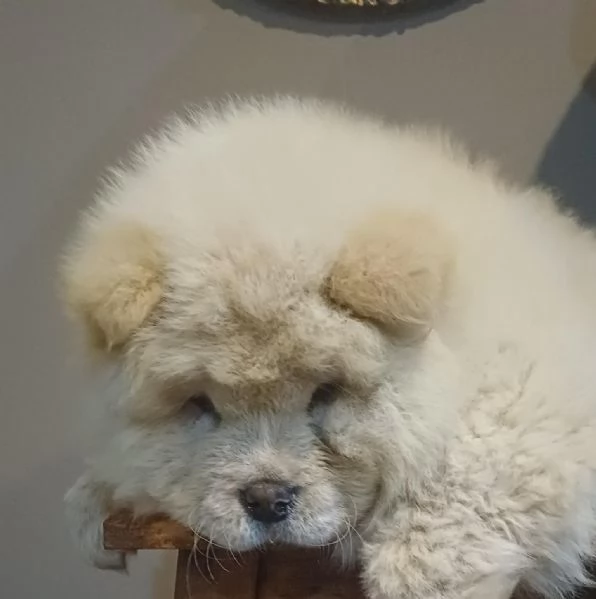 Chow chow  (cuccioli maschio e femmina)