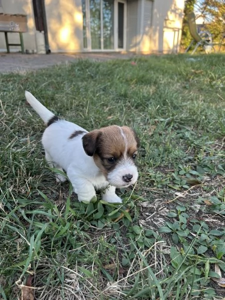 Cuccioli di Jack Russel a pelo lungo