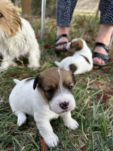 Cuccioli di Jack Russel a pelo lungo | Foto 6