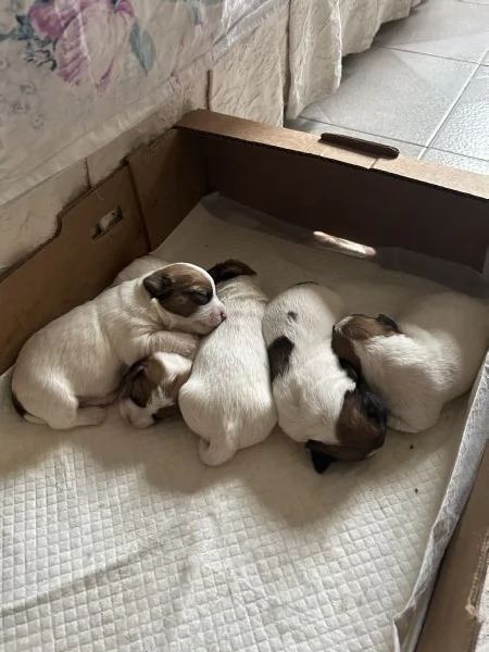 Cuccioli di Jack Russel a pelo lungo | Foto 5