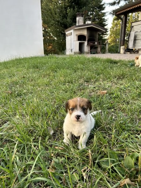 Cuccioli di Jack Russel a pelo lungo | Foto 4