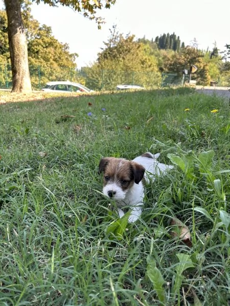 Cuccioli di Jack Russel a pelo lungo | Foto 3