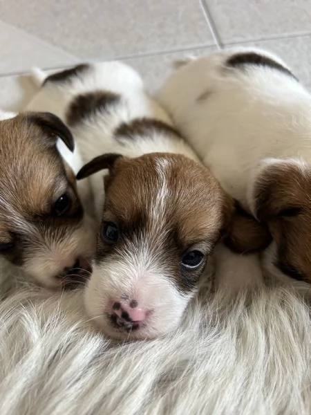 Cuccioli di Jack Russel a pelo lungo | Foto 2