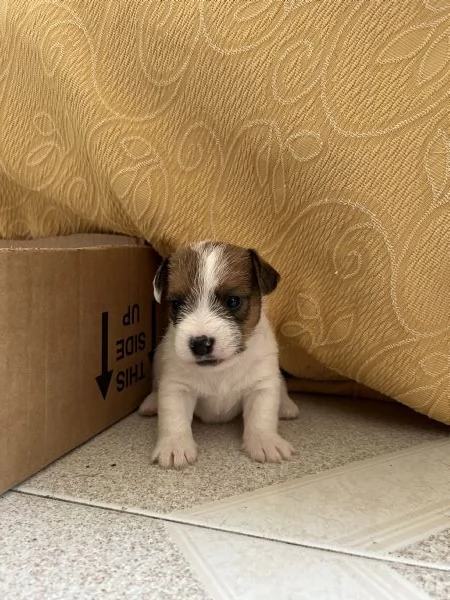 Cuccioli di Jack Russel a pelo lungo | Foto 1