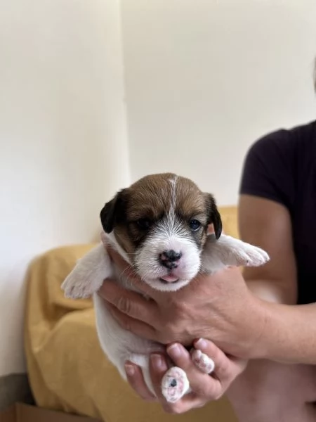 Cuccioli di Jack Russel a pelo lungo | Foto 0