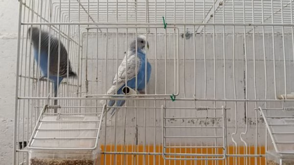 Cocorite adulte sia maschi che femmine  | Foto 3