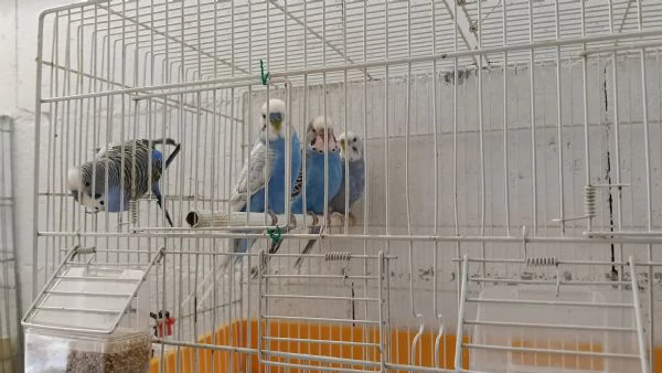 Cocorite adulte sia maschi che femmine  | Foto 2