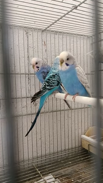 Cocorite adulte sia maschi che femmine  | Foto 1