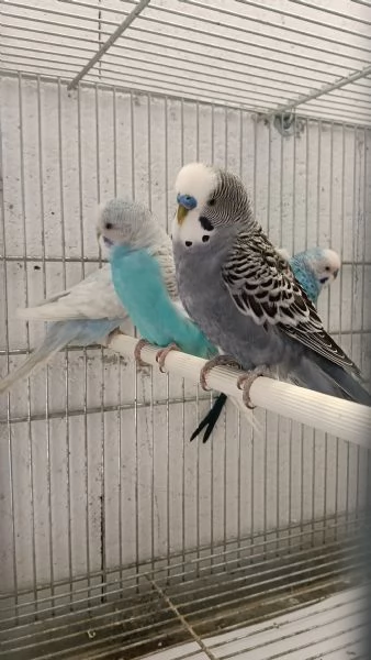 Cocorite adulte sia maschi che femmine  | Foto 0