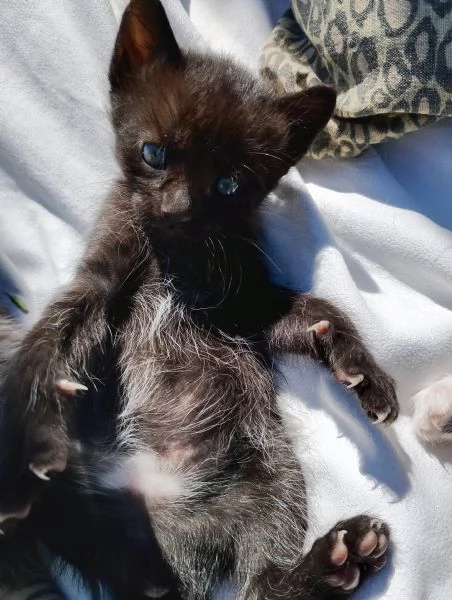 Gatto maschio di due  mesi  | Foto 5