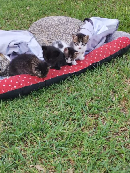 Gatto maschio di due  mesi  | Foto 4