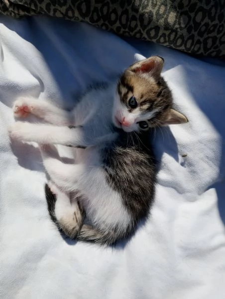 Gatto maschio di due  mesi  | Foto 3