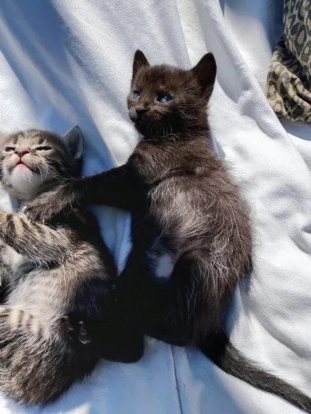 Gatto maschio di due  mesi  | Foto 2