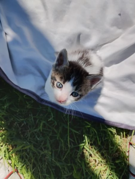 Gatto maschio di due  mesi  | Foto 1
