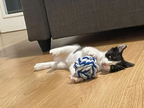 Gatto maschio di due  mesi  | Foto 0