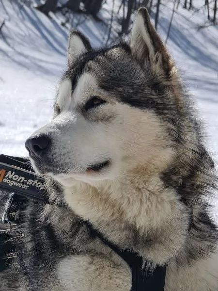 Alaskan Malamute