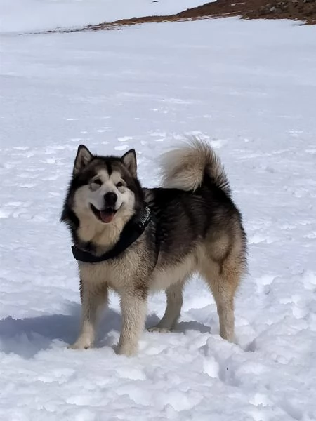 Alaskan Malamute | Foto 1