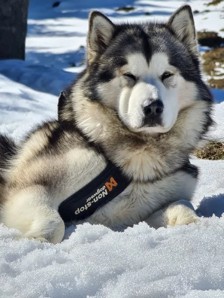 Alaskan Malamute | Foto 0