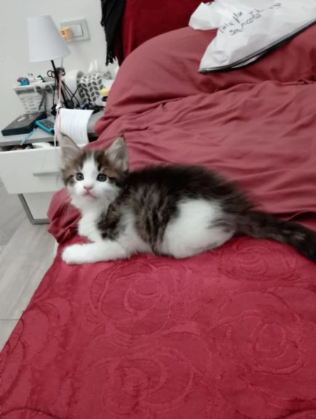 Fiamma : una dolce gattina  | Foto 4