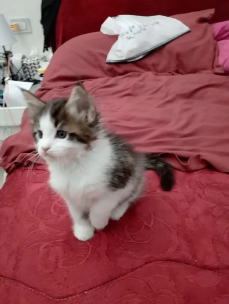 Fiamma : una dolce gattina  | Foto 3