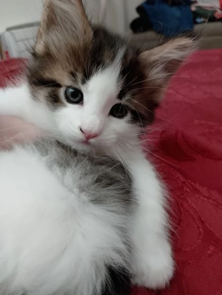 Fiamma : una dolce gattina  | Foto 2