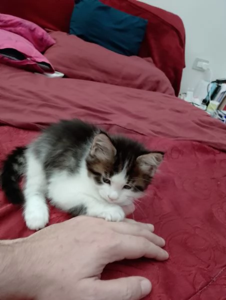 Fiamma : una dolce gattina  | Foto 1