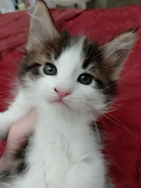 Fiamma : una dolce gattina 