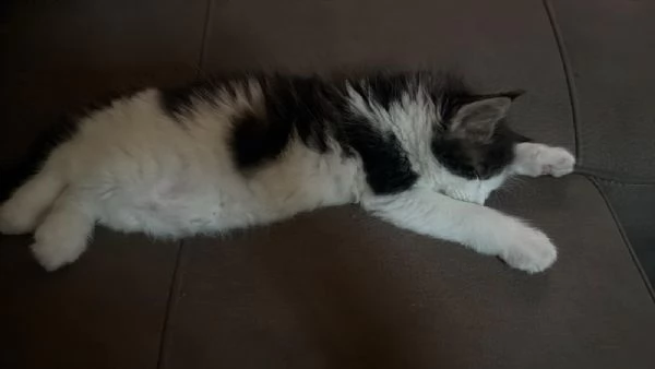 Fiamma : una dolce gattina  | Foto 0