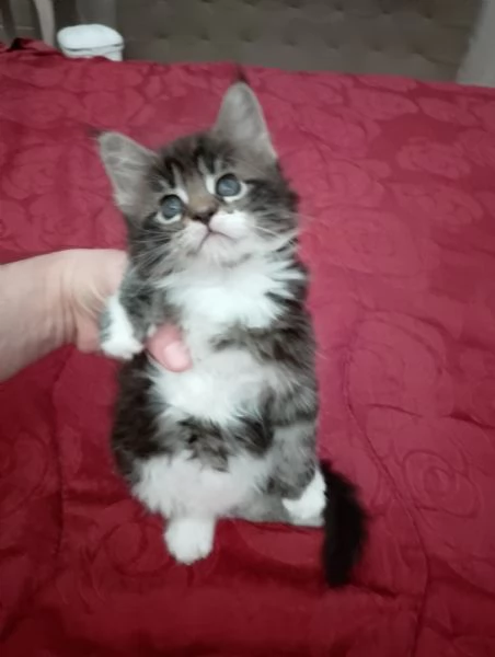 Manolita! | Foto 3