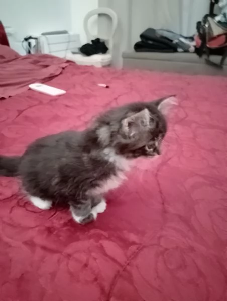 Manolita!