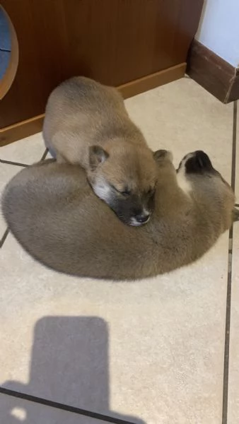 Vendo Cuccioli di Shiba Inu.