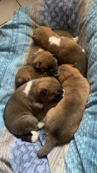 Vendo Cuccioli di Shiba Inu. | Foto 2