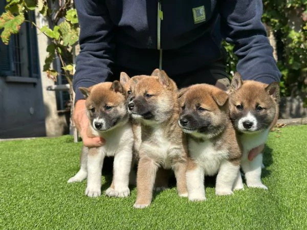 Vendo Cuccioli di Shiba Inu. | Foto 1