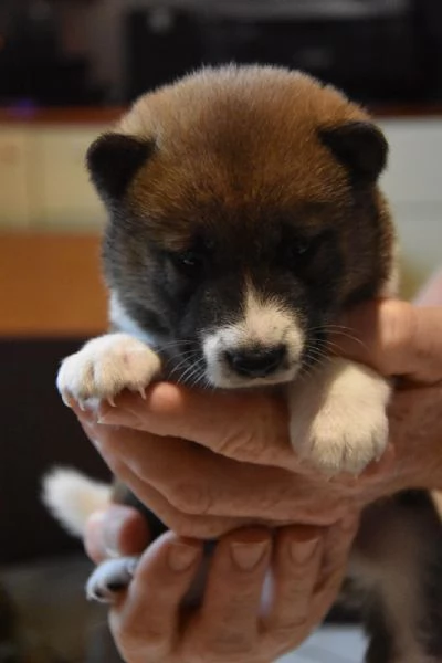 Vendo Cuccioli di Shiba Inu. | Foto 0