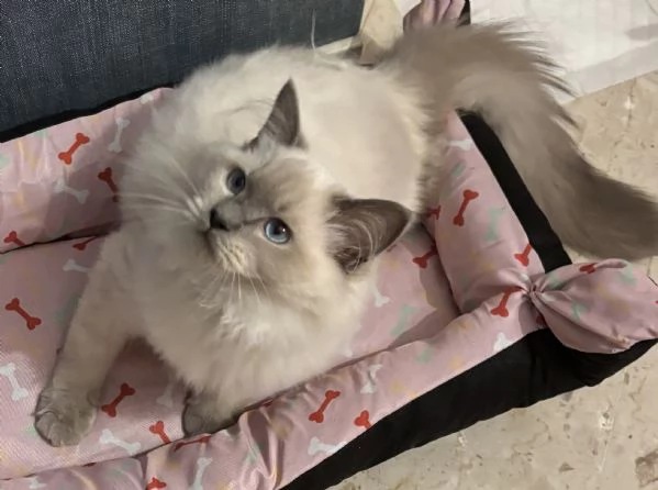 Gatto Ragdoll di 3 mesi