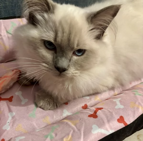 Gatto Ragdoll di 3 mesi | Foto 3