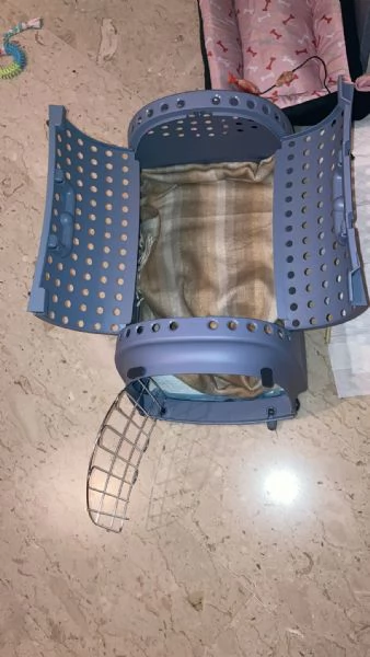 Gatto Ragdoll di 3 mesi | Foto 0