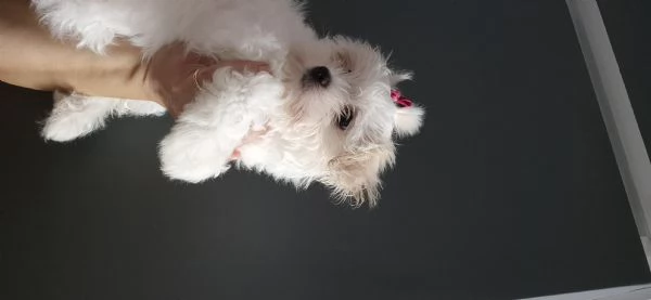 Cuccioli maltessi in vendita