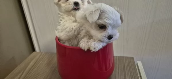 Cuccioli maltessi in vendita | Foto 2