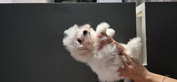 Cuccioli maltessi in vendita | Foto 1