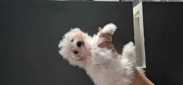 Cuccioli maltessi in vendita | Foto 0