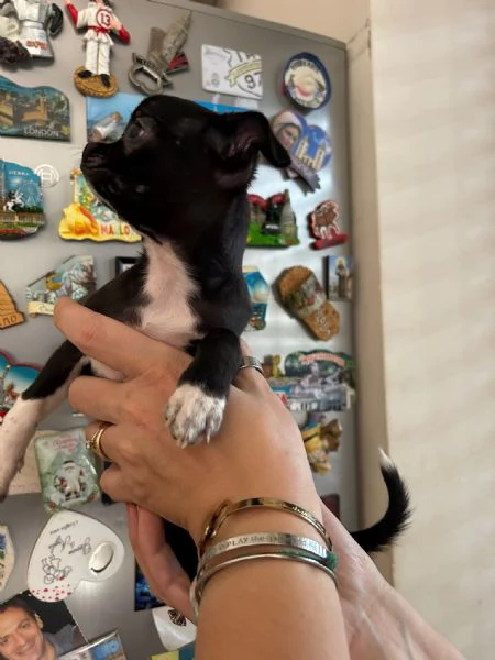 Chihuahua | Foto 0