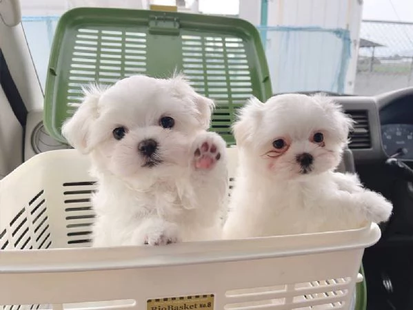 Maltese toy cuccioli