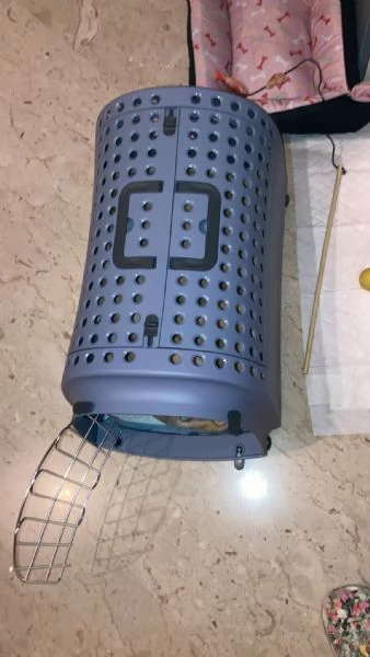 Vendo cucciolo di Ragdoll