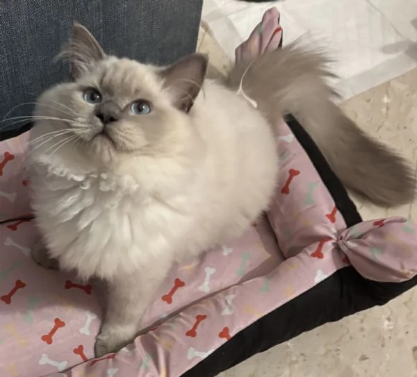Vendo cucciolo di Ragdoll | Foto 5