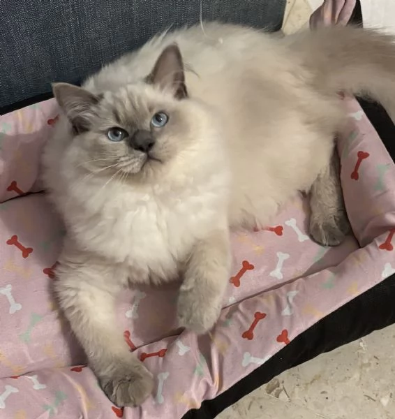 Vendo cucciolo di Ragdoll | Foto 4