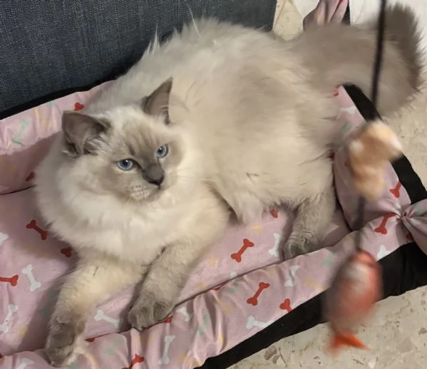 Vendo cucciolo di Ragdoll | Foto 3
