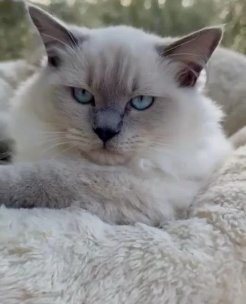 Vendo cucciolo di Ragdoll | Foto 2