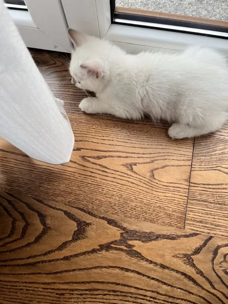 Cucciolo di Ragdoll  | Foto 1