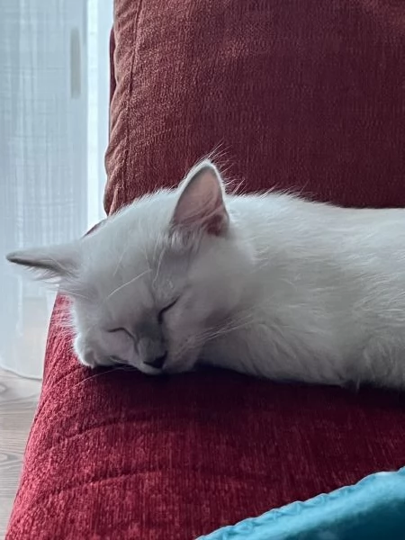 Cucciolo di Ragdoll  | Foto 0